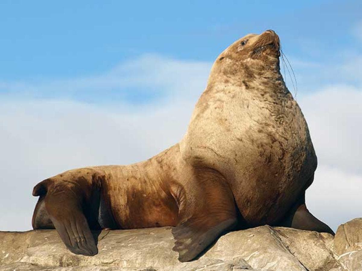 ilustracion de un therian leon marino