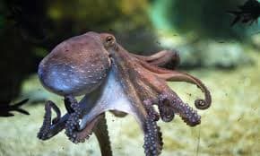 ilustracion de un therian pulpo