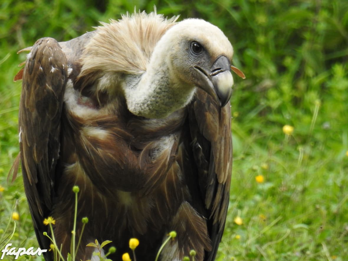 imagne therian buitre