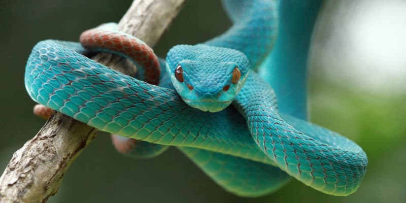 imagen therian serpiente
