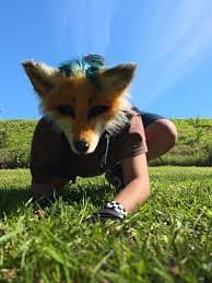 Shifts therian zorro en la naturaleza