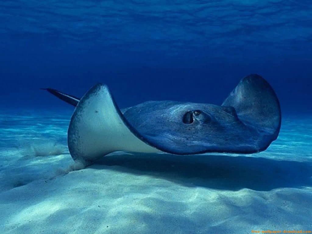 ilustracion de un therian mantaraya