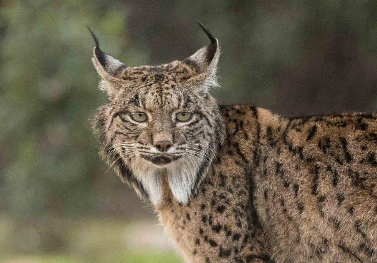 imagen lince iberico