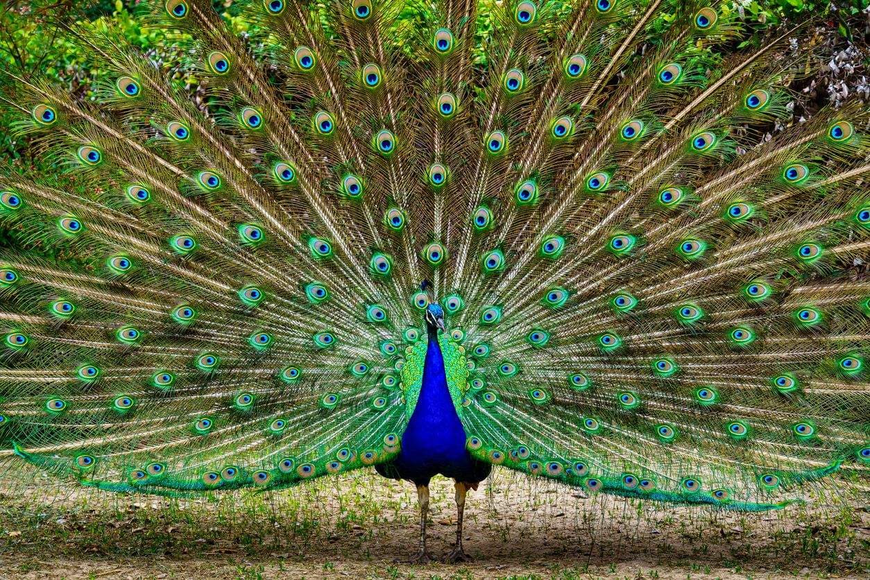 Pavo real