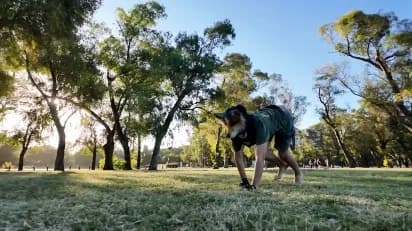 Manada segura de therians perro